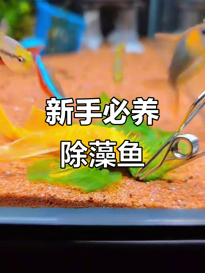 适合新手养的5种除藻工具鱼，最后一种效果惊人