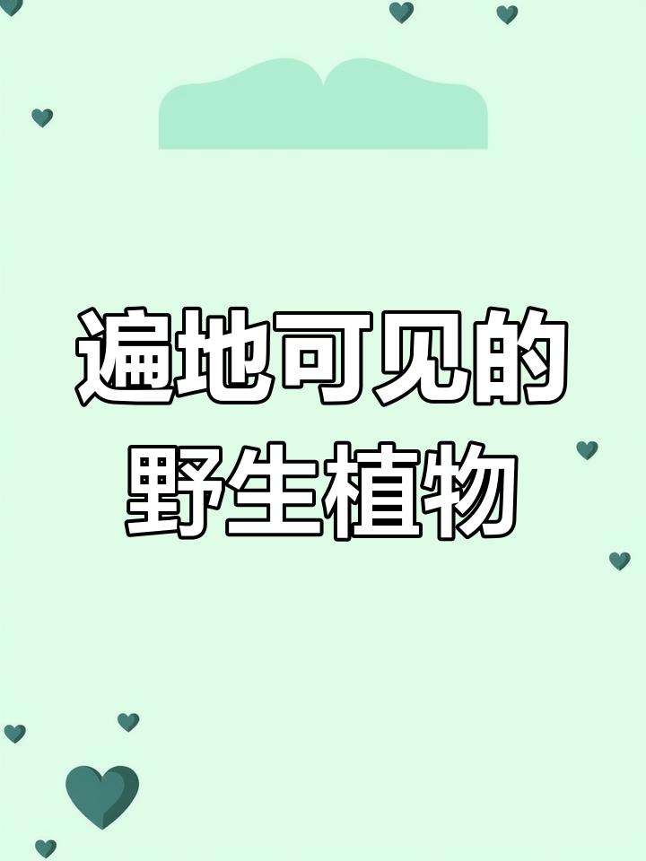 这种常见野菜,全身都能吃