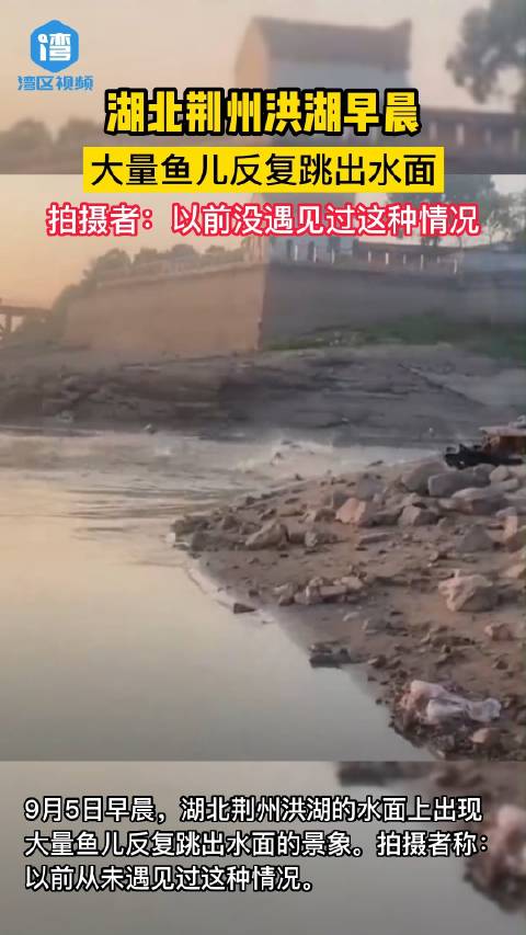 「洪湖鱼群反常在湖面乱跳」9月5日早晨,湖北荆州洪湖的水面上出现大量鱼儿反复跳出水面的景象
