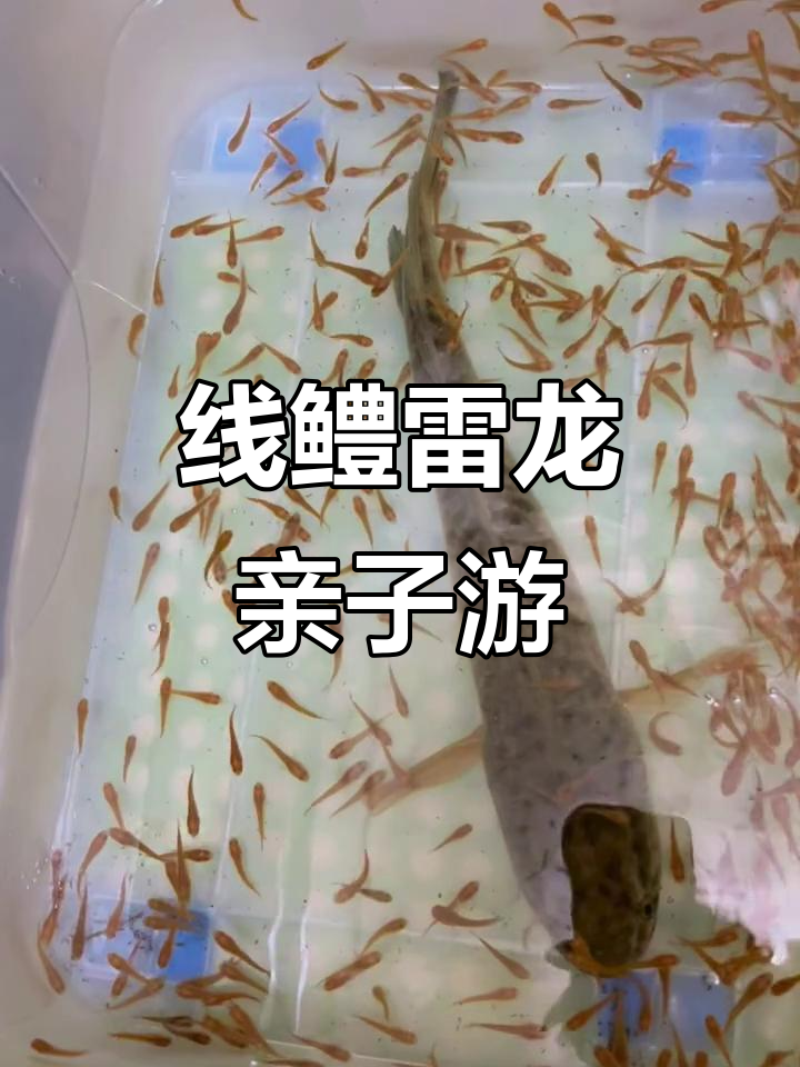 野生线鳢雷龙带苗,母子情深