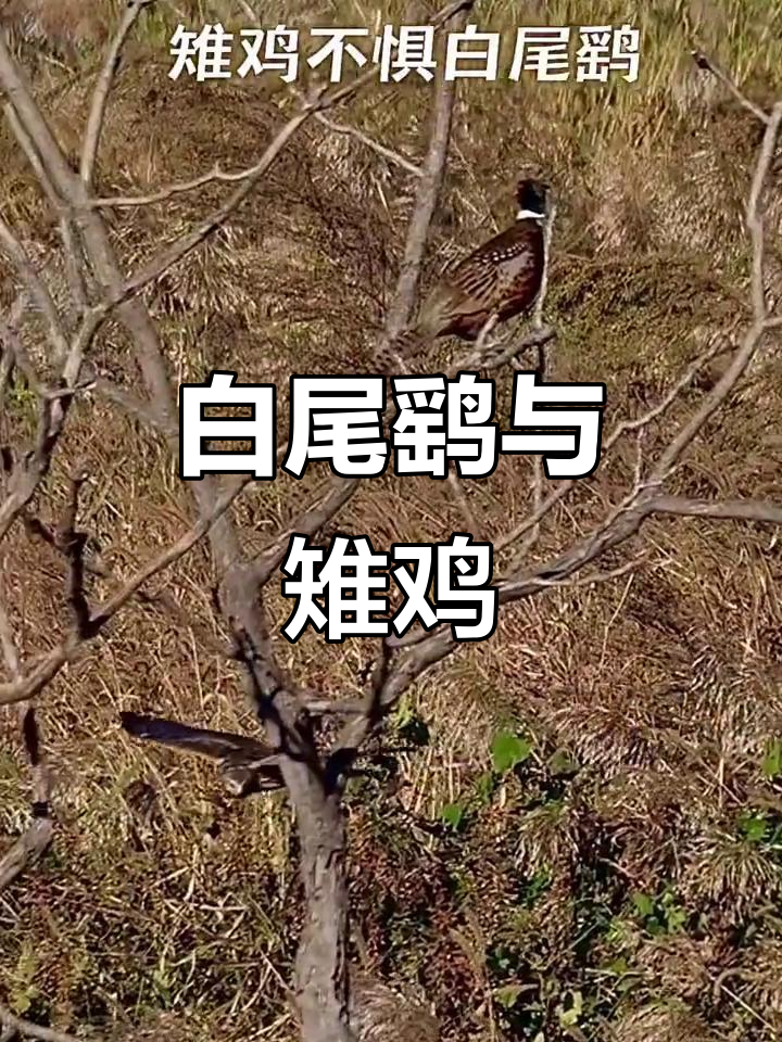 白尾鹞与雉鸡的零距离接触,野生鸟摄影实录