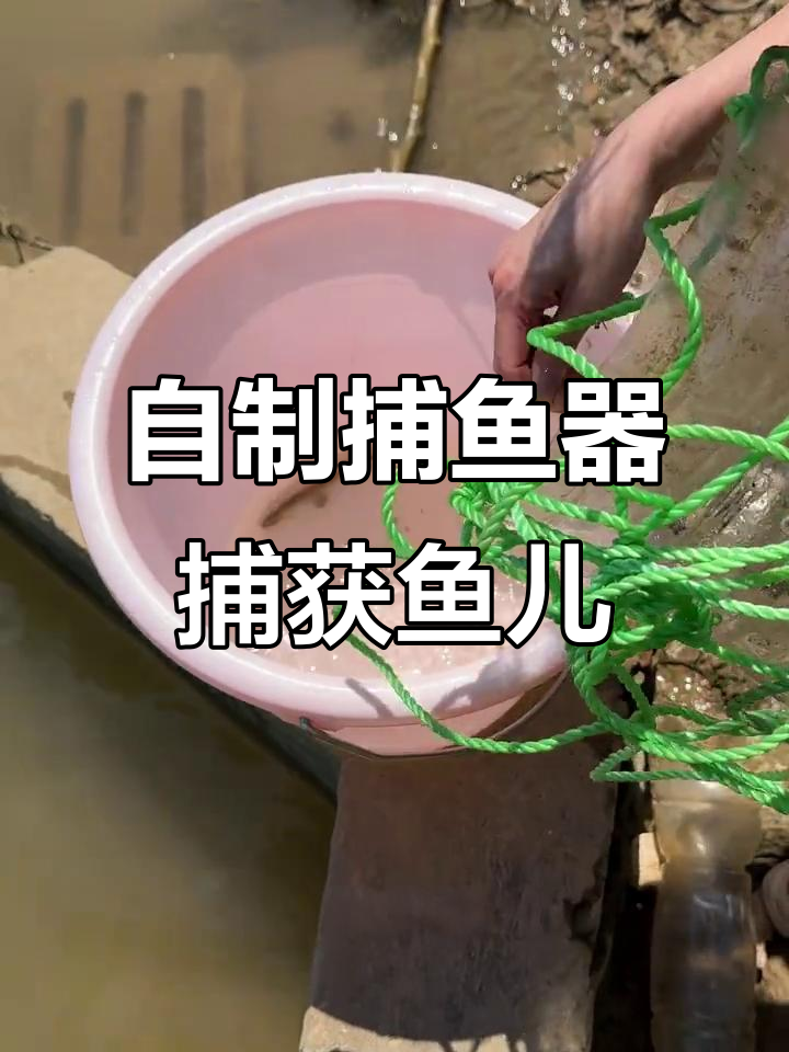 自制野采神器抓鱼,轻松捕捉泥鳅罗非