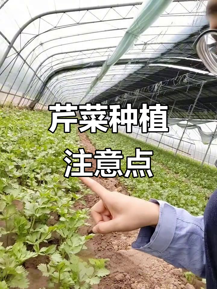 芹菜移栽前必做这两件事,避免根部病害