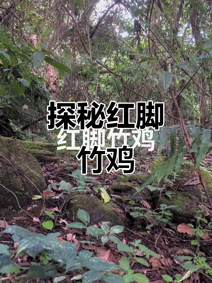 红脚竹鸡的美丽与神秘