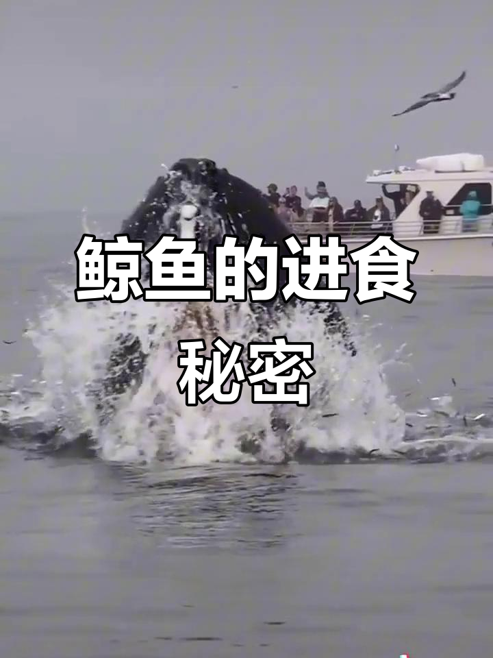鲸鱼没有牙齿,如何捕食?揭秘鲸须的神奇作用