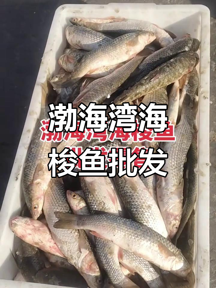渤海湾野生梭鱼大丰收,半斤到一斤任你选