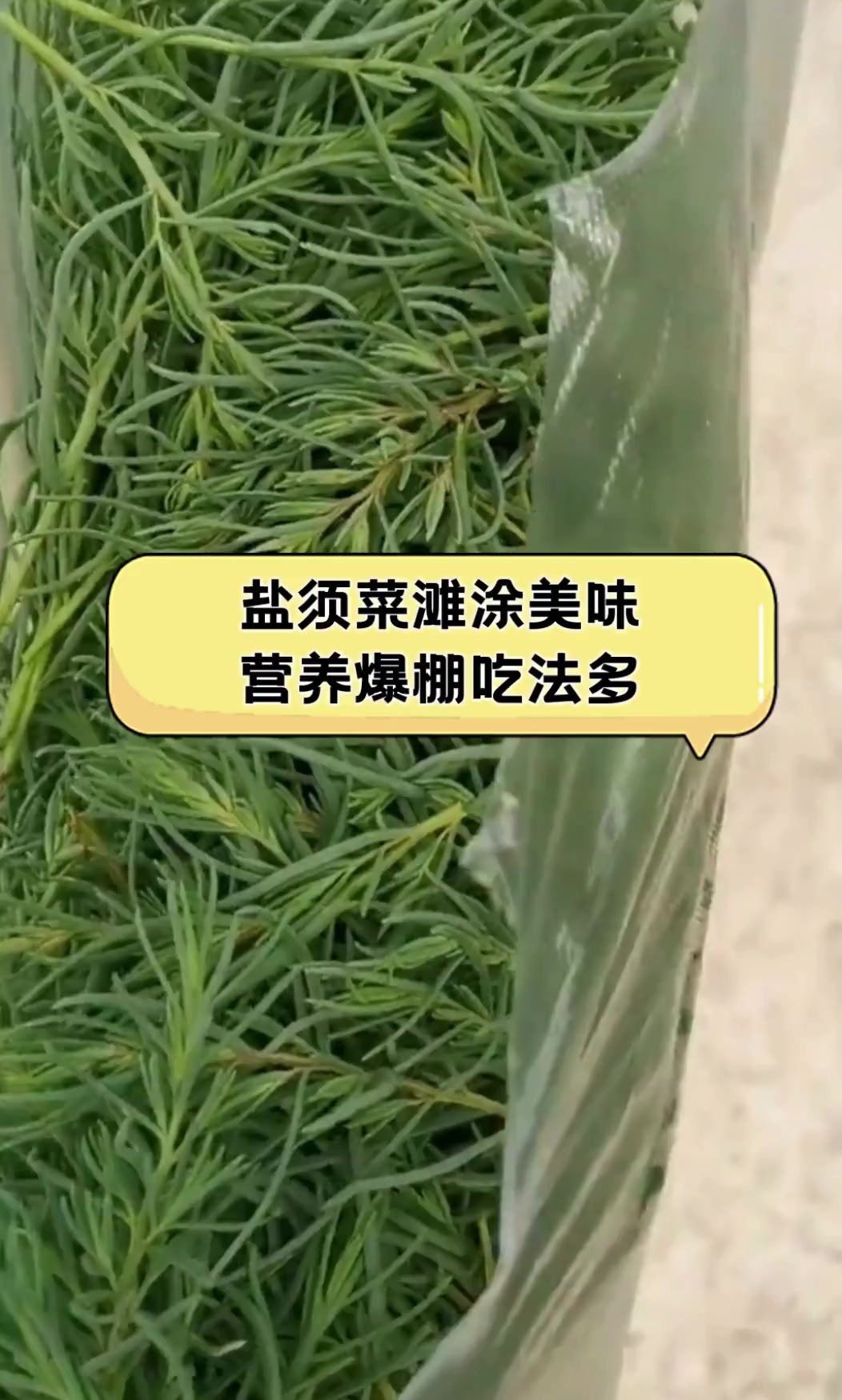 盐须菜滩涂美味,营养爆棚吃法多