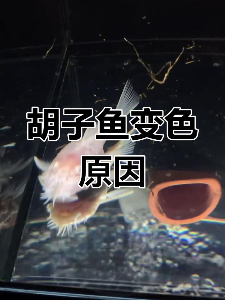 胡子鱼突然变白,水质控制是关键
