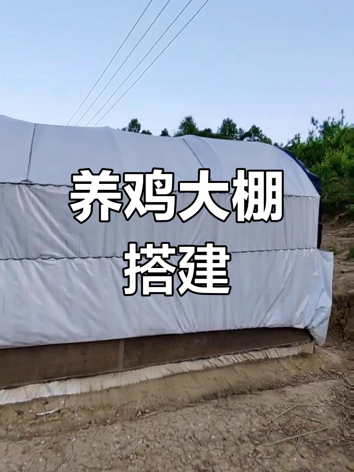 散养鸡棚搭建指南:成本与尺寸分析