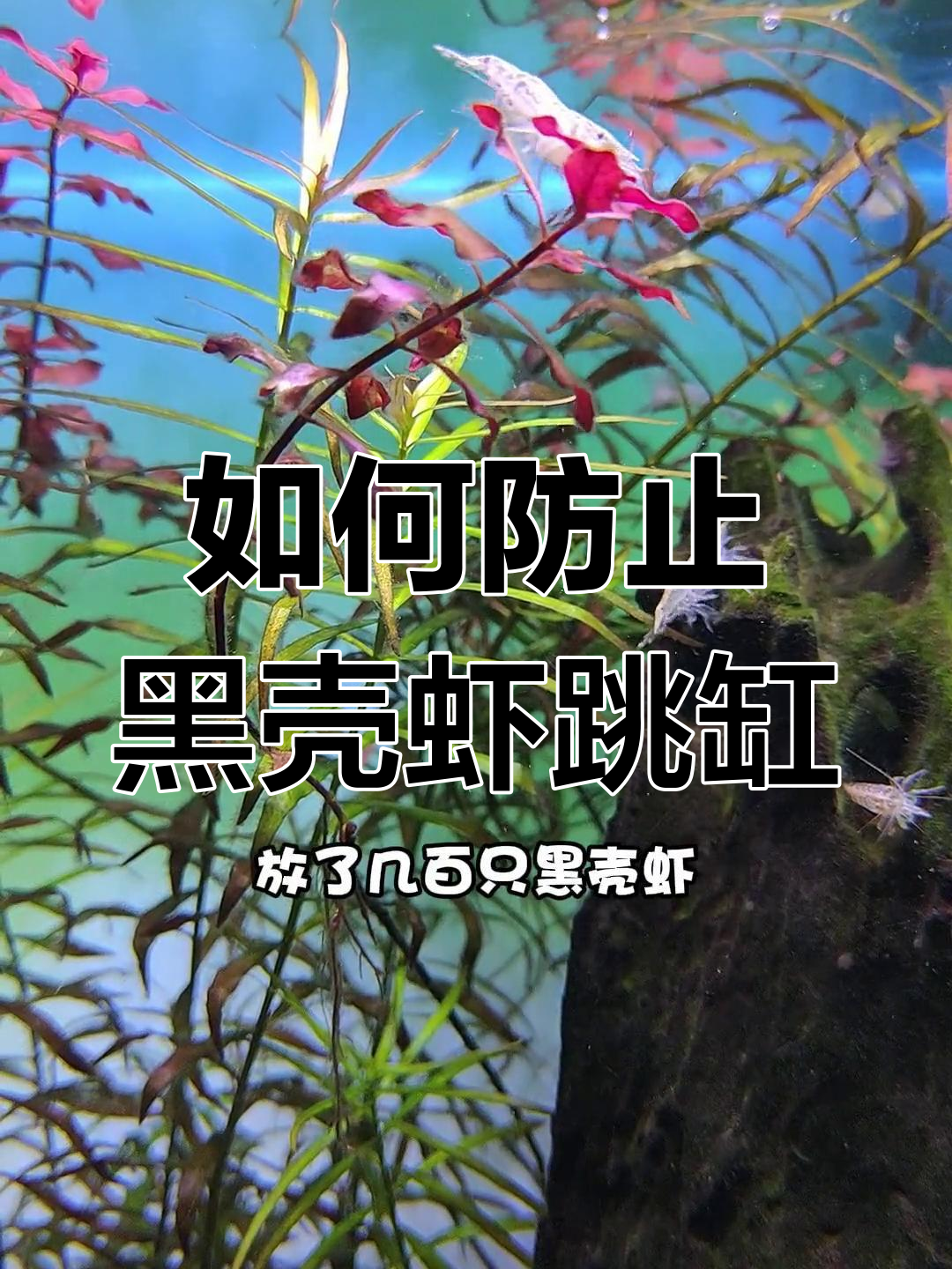 黑壳虾跳缸问题解决法