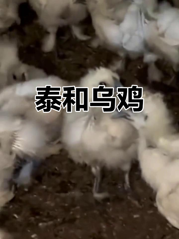 泰和乌鸡,兼具观赏与药用价值,原产江西