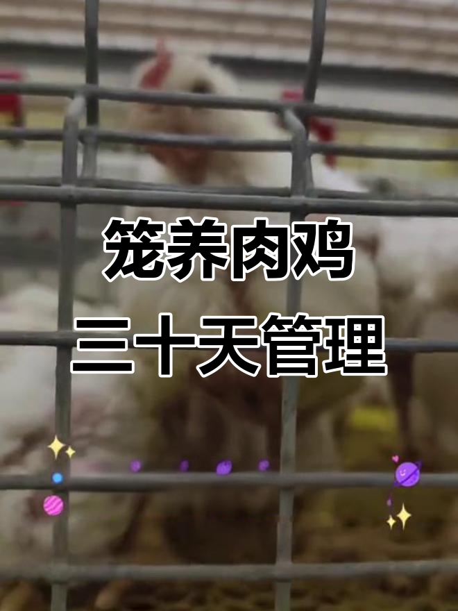 肉鸡26-30日龄管理要点,降温、通风全攻略