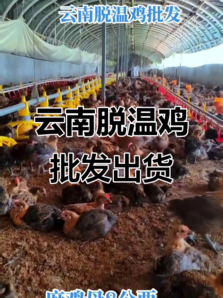 云南脱温鸡批发:养殖技术全程解析,优质鸡苗与出货实拍