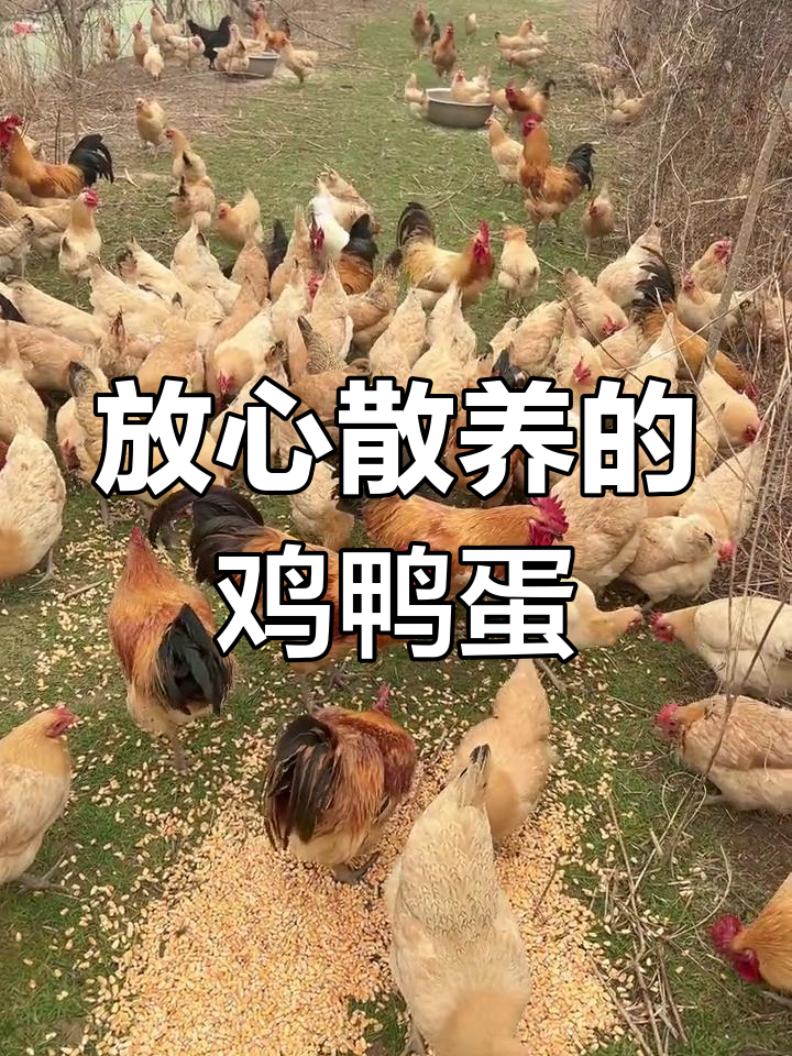 散养鸡鸭鹅,不喂饲料,鸡蛋12元一斤,鸭蛋9元一斤