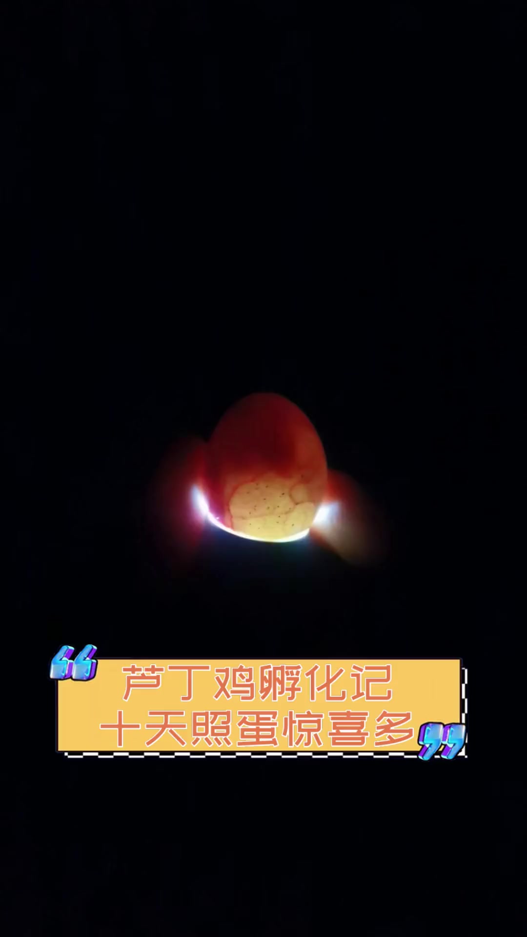 芦丁鸡孵化记,十天照蛋惊喜多