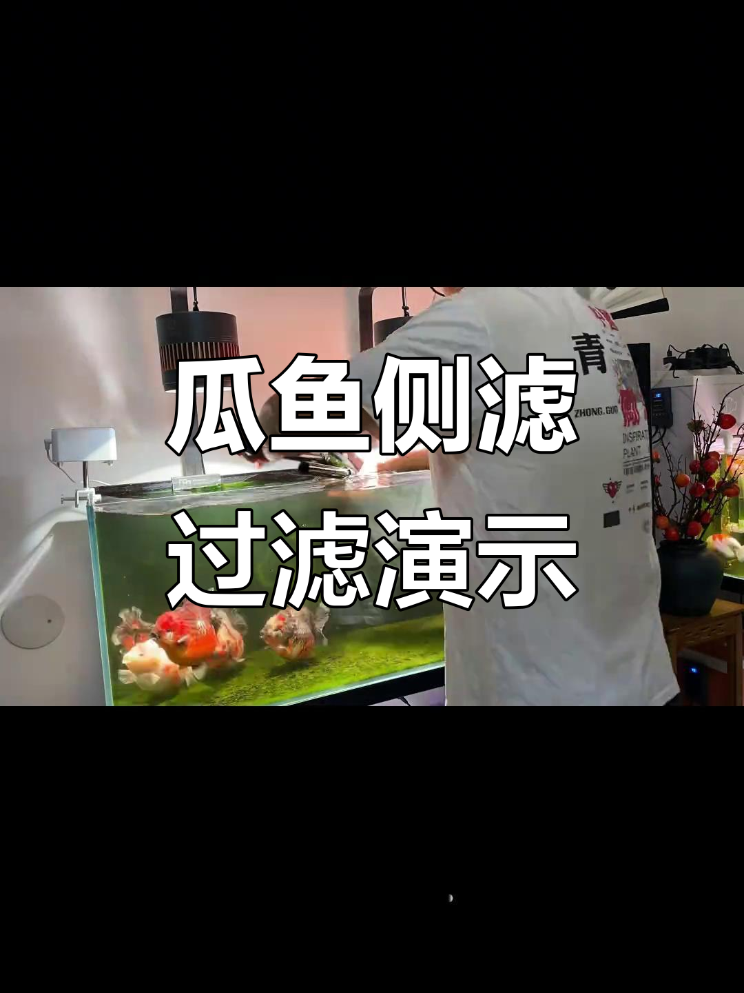 瓜鱼侧滤过滤系统展示,兰寿金鱼水质提升技巧