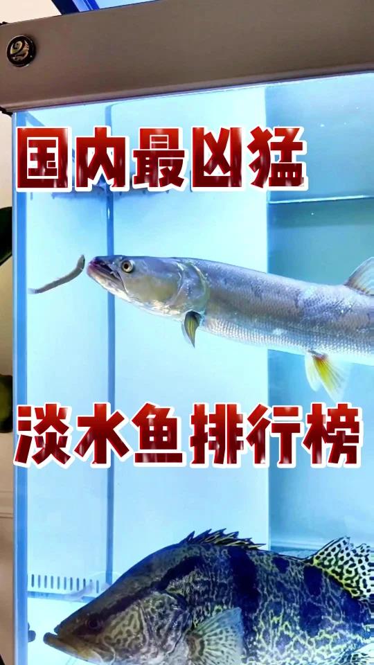 国内最凶猛淡水鱼排行榜