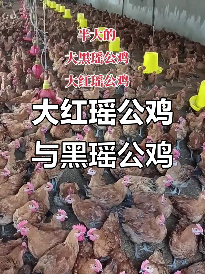 半大的大红瑶公鸡与黑瑶公鸡,走地鸡肉质鲜美