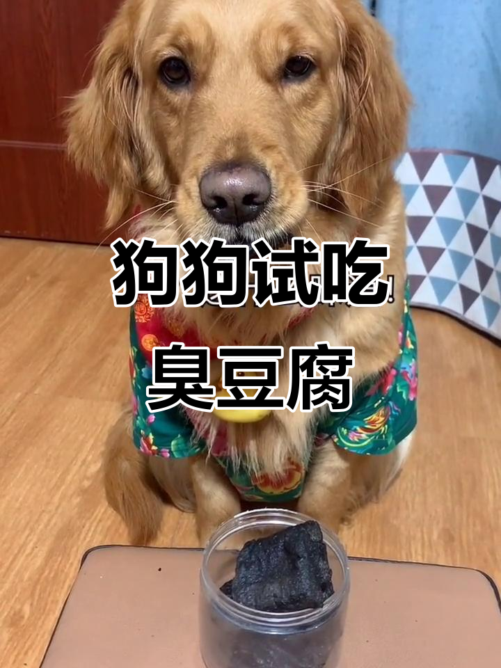 狗吃臭豆腐,表情大变,太搞笑了!