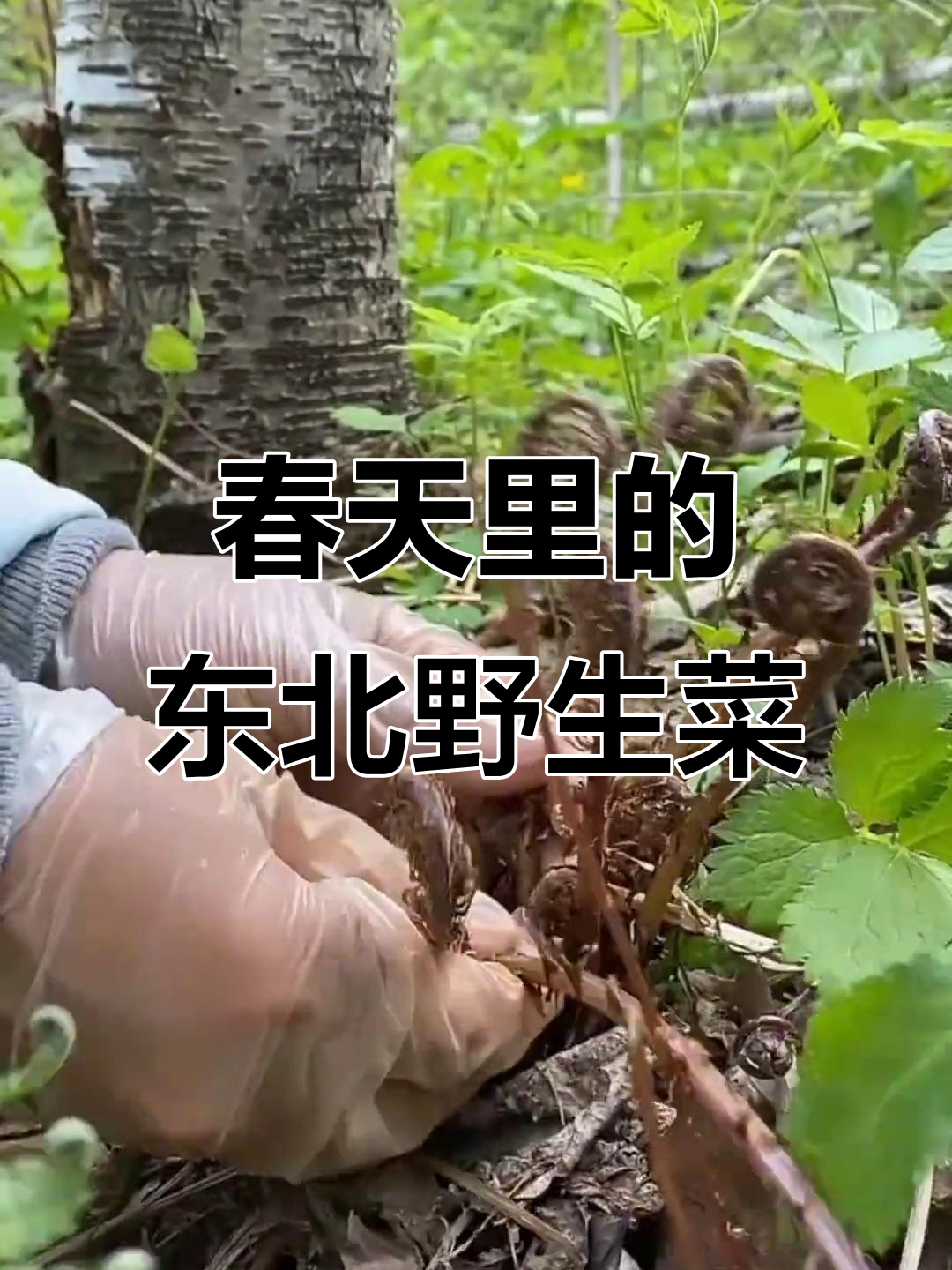 东北春季山野菜大赏:猴子腿儿、水蕨菜,嫩芽汉蕨菜刺五加