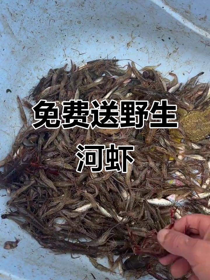 野生河虾大丰收,逮鱼摸虾真实体验