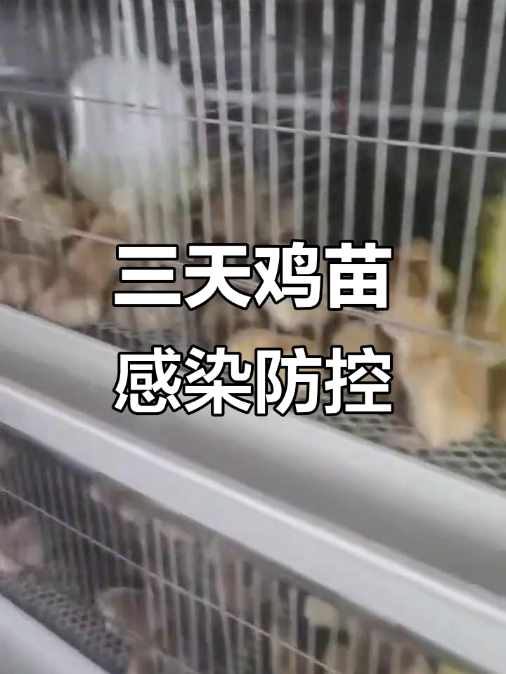 鸡苗三天出现沙门氏菌症状,如何应对?