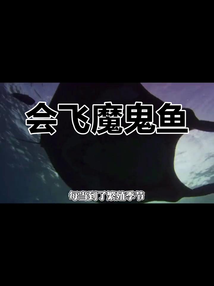 蝠鲼:会飞的巨型鱼类揭秘