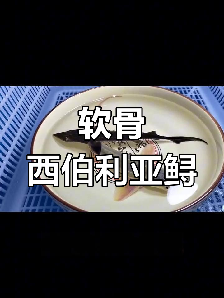 西伯利亚鲟鱼:珍稀软骨鱼类