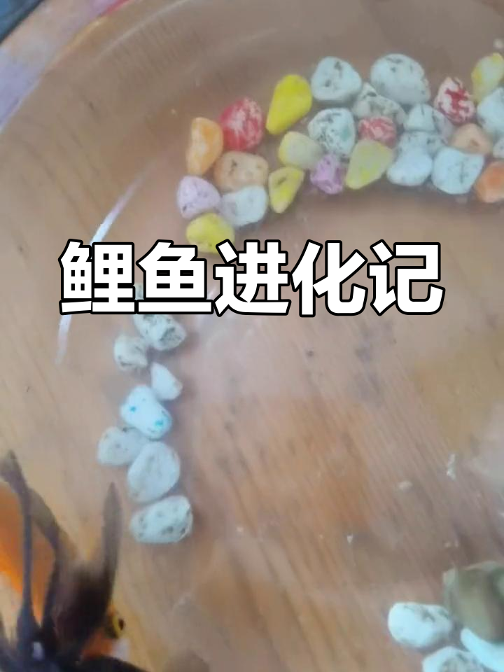 小鲤鱼两年蜕变,大尾巴惊艳登场,与金鱼共舞水中