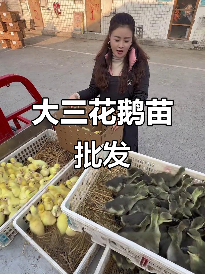 孵化场惨亏,大三花鹅苗仅六元一只