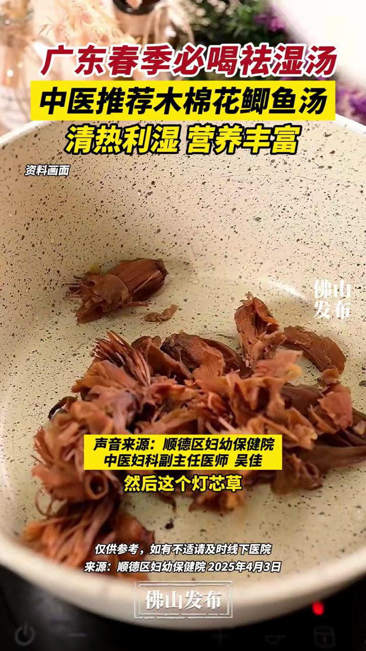 广东春季必喝祛湿汤!中医推荐木棉花鲫鱼汤,清热利湿、营养丰富。(编辑:林晓华;责编:梁莹;