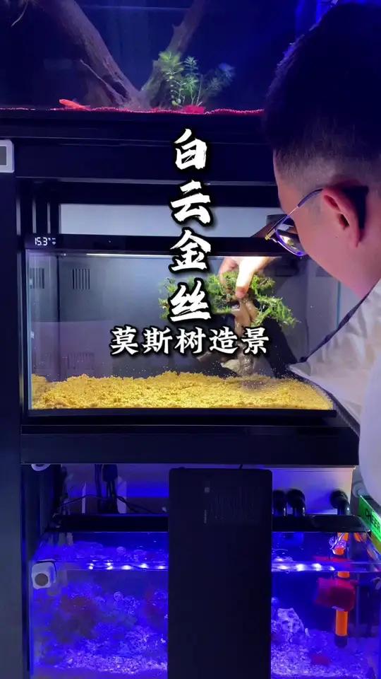 简简单单开个懒人缸,手搓了一颗莫斯树,养点白云金丝,和黑壳虾,主打一个免打理 莫斯树造景 