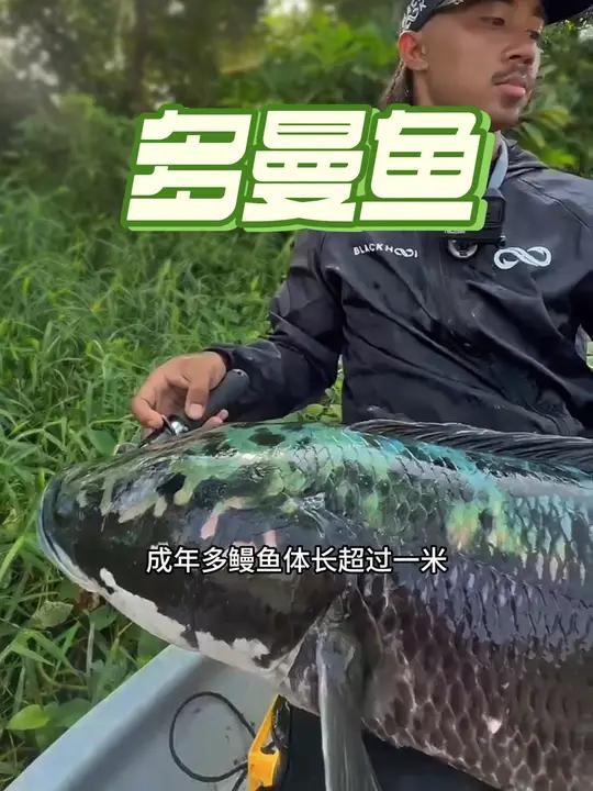 不同时期会变不同颜色的鱼,这种鱼你见过吗?