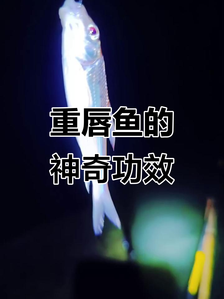 虫虫鱼,珍稀冷水鱼,滋补强身,治疗多种病症