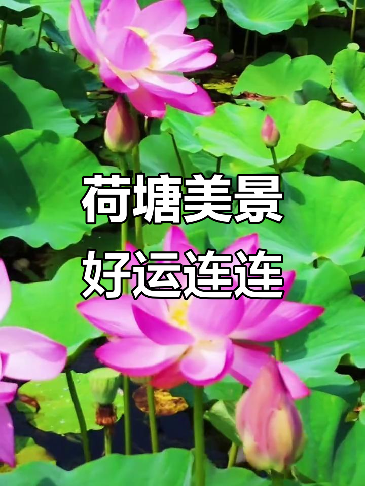 大汤河湿地公园荷花盛开,美景连连好运来