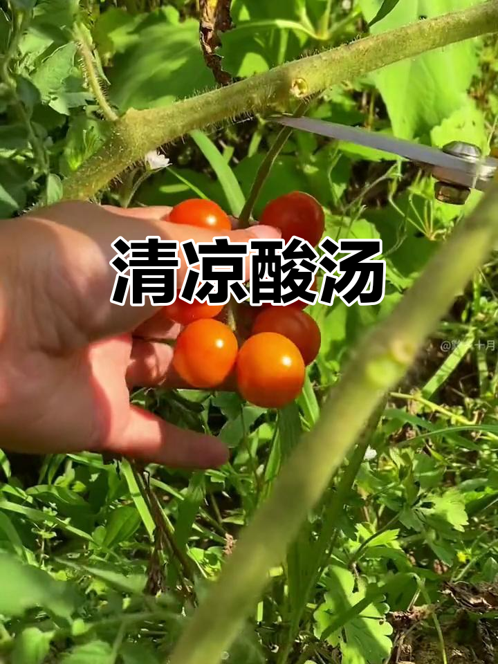 炎夏必备酸汤,冷藏后清爽开胃,凯里人每餐都少不了它!