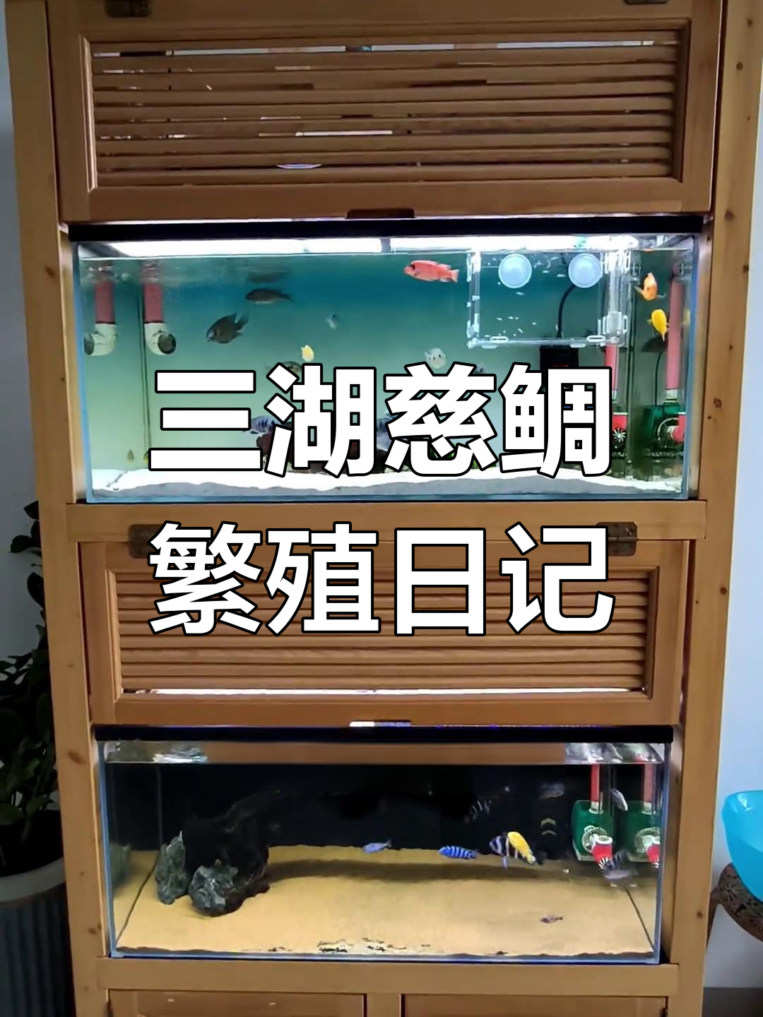 非洲王子三湖慈鲷繁殖全过程,从卵到小鱼的成长