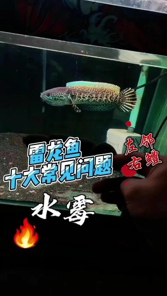 雷龙鱼十大常见问题之水霉 真正的雷龙鱼第一杀手 雷龙鱼 巴卡雷龙 黄金眼镜蛇雷龙 雷龙鱼苗