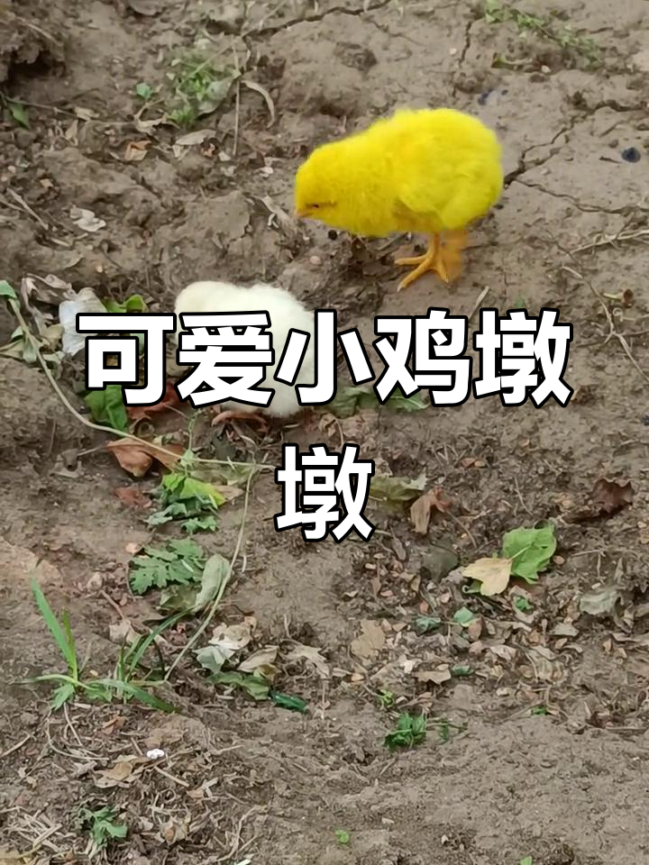 小鸡墩墩萌态十足,童年无忧无虑的感觉