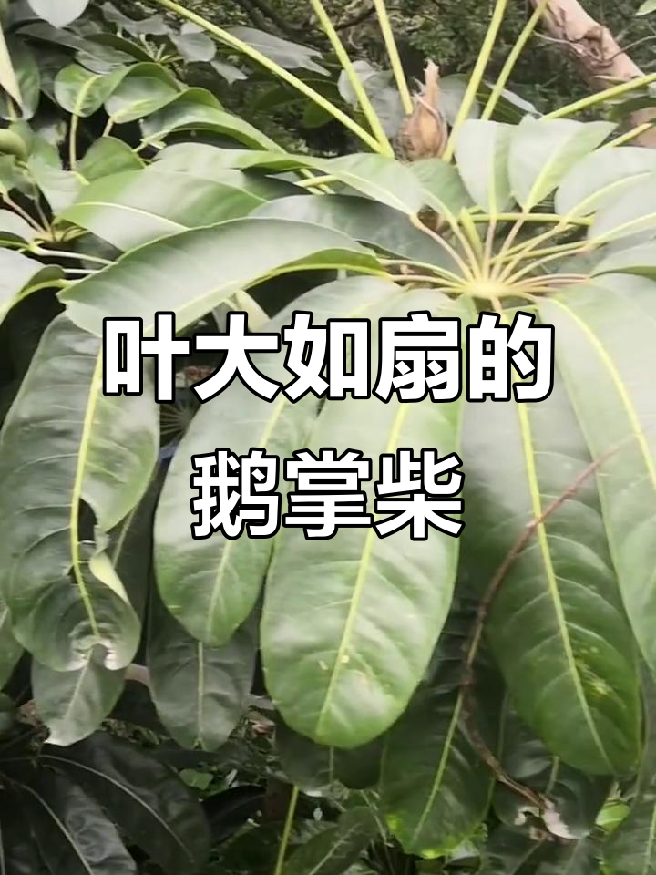 鹅掌柴叶子饱满，圆润可爱，三四十厘米长腐