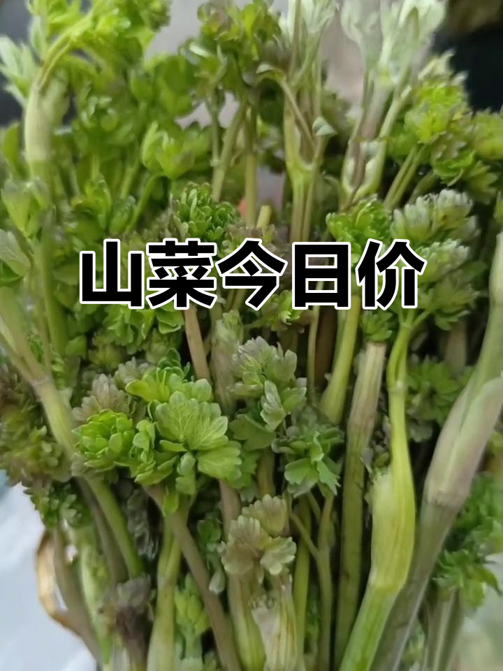 2023年5月山菜价格大揭秘,嫩芽、猫爪子等一应俱全