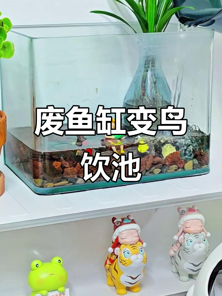废旧鱼缸变身鸟总裁的饮水天堂,创意改造大揭秘!