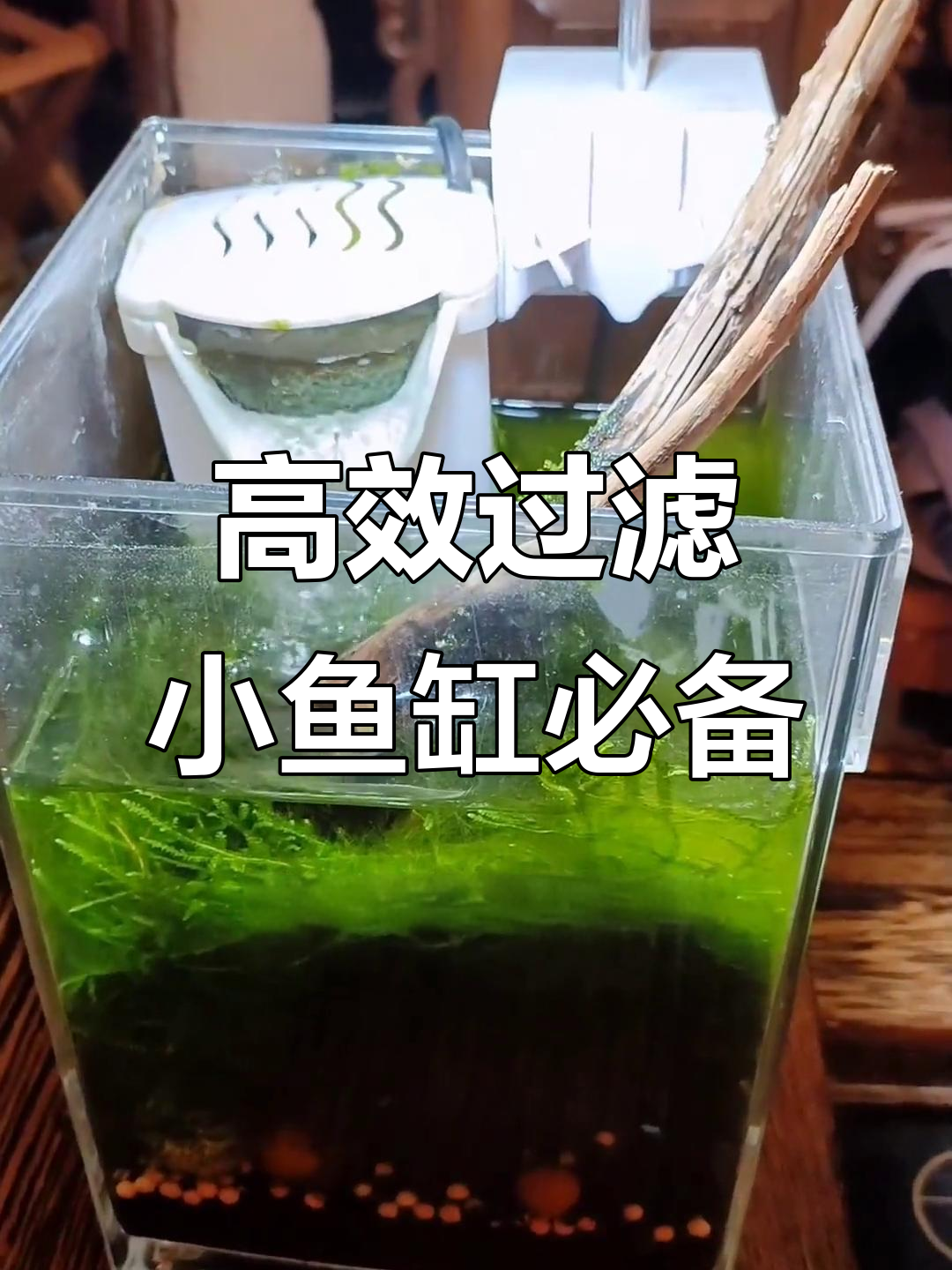 小鱼缸水质提升秘籍：高效过滤器让养鱼更轻松