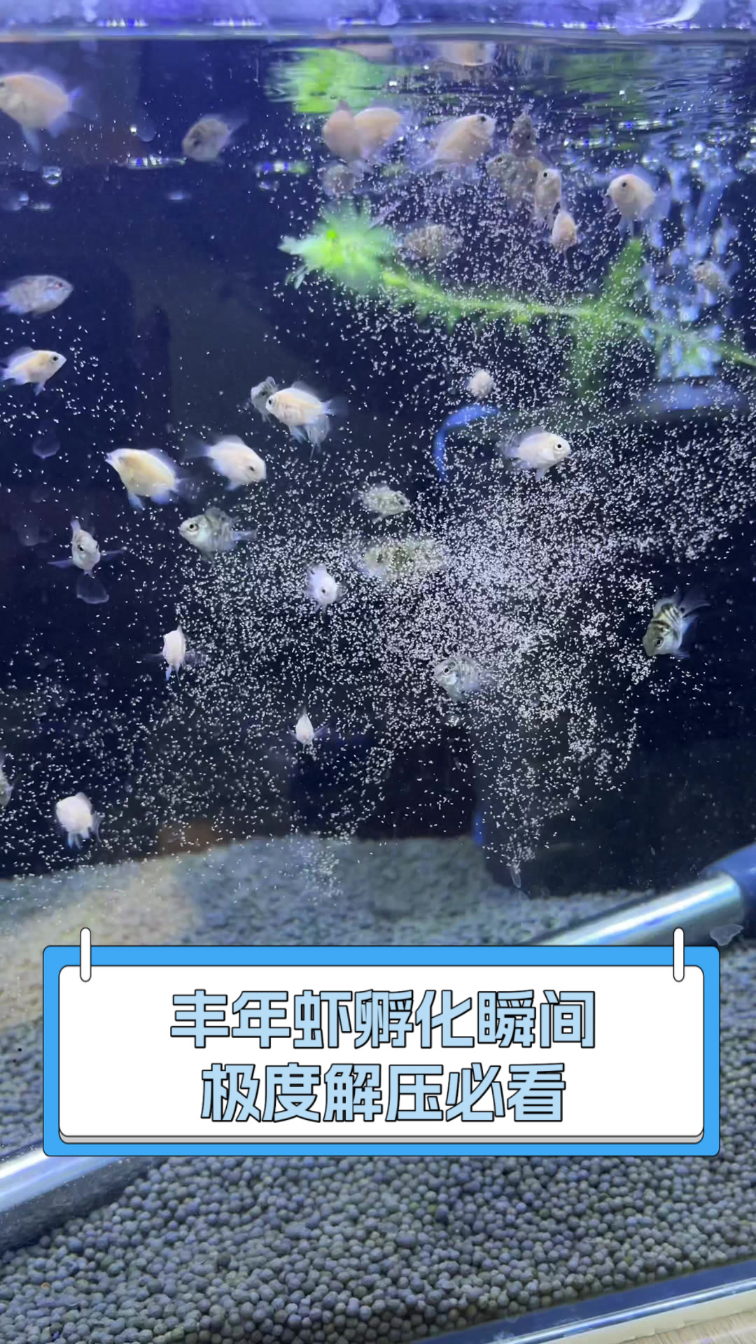 丰年虾孵化瞬间,极度解压必看