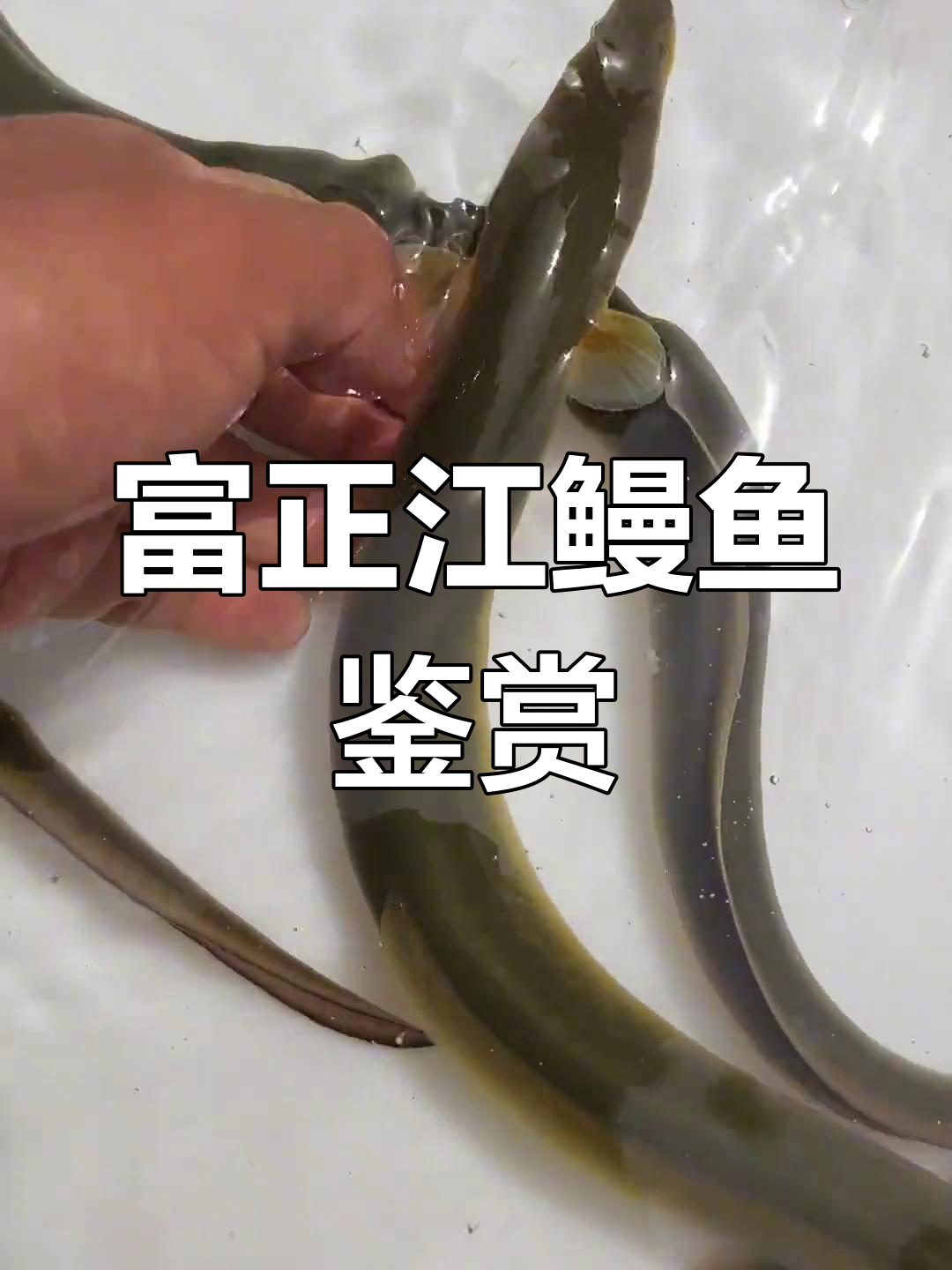 正宗富春江鳗鱼揭秘:如何辨别野生与养殖的区别