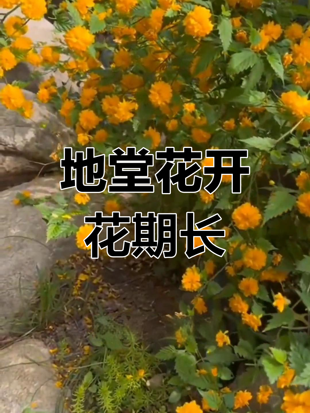 宿迁苗真不假,地堂开花超耐养