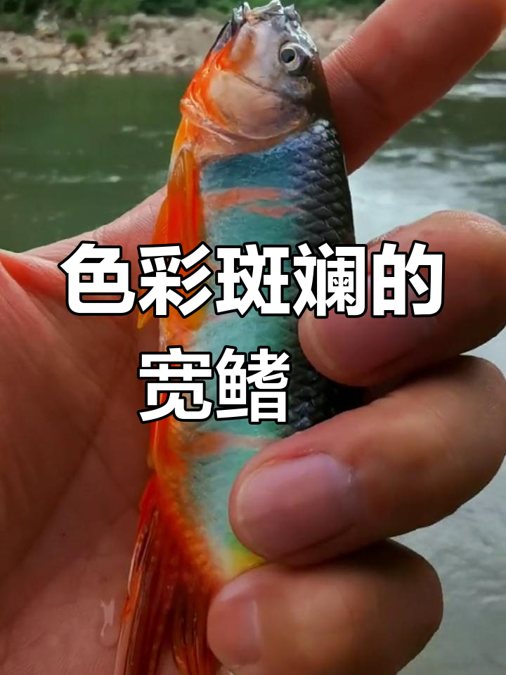 溪流中的美丽桃花鱼