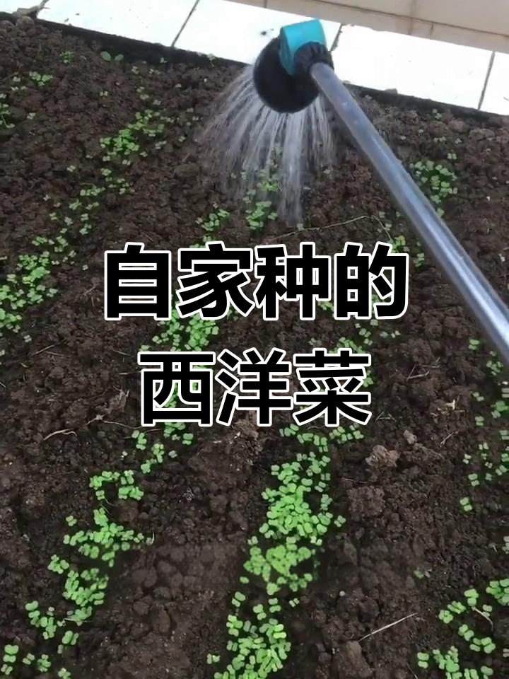 冬季必备!西洋菜种子轻松种,火锅伴侣等你来尝