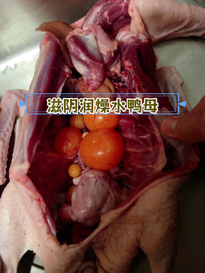 水鸭母的营养价值与功效,适合虚弱体质的滋补佳选