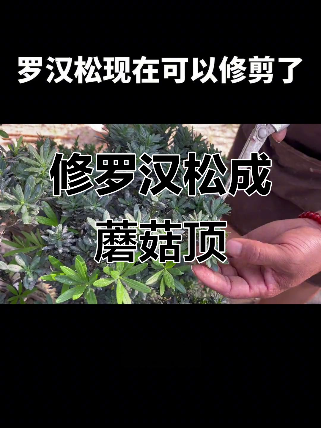 罗汉松修剪技巧大揭秘,打造蘑菇顶云片造型